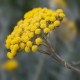 Helichrysum Italian Organic
